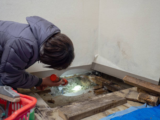 Best Residential Mold Inspection & Testing  in Stewartville, MN