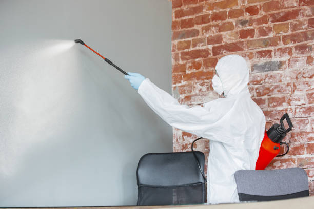 Best Basement Mold Removal  in Stewartville, MN