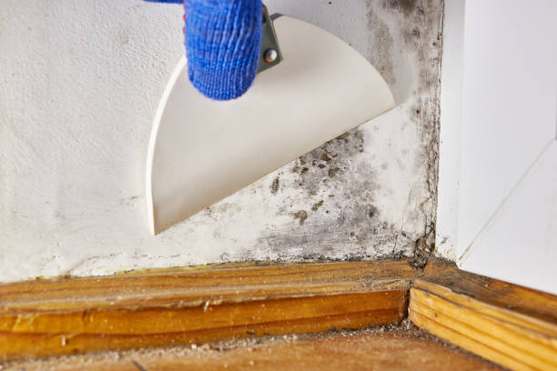Dehumidification Services in Stewartville, MN