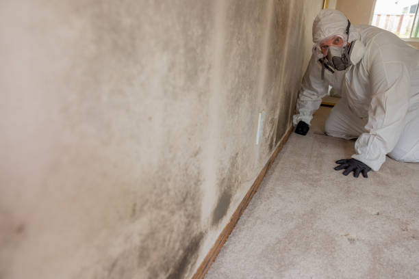 Best Mold Prevention Services  in Stewartville, MN